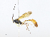  (Dusona INB-612 - CBG-A08723-E10)  @11 [ ] CreativeCommons - Attribution Share - Alike (2023) CBG Photography Group Centre for Biodiversity Genomics