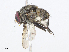  ( - CBG-A08723-F06)  @11 [ ] CreativeCommons - Attribution Share - Alike (2023) CBG Photography Group Centre for Biodiversity Genomics