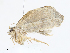  (Clepsis bioalfa8821 - CBG-A08724-C01)  @11 [ ] CreativeCommons - Attribution Share - Alike (2023) CBG Photography Group Centre for Biodiversity Genomics