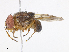  ( - CBG-A08724-G05)  @11 [ ] CreativeCommons - Attribution Share - Alike (2023) CBG Photography Group Centre for Biodiversity Genomics