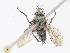  (Campylocheta Malaise5700 - CBG-A08725-B12)  @11 [ ] CreativeCommons - Attribution Share - Alike (2023) CBG Photography Group Centre for Biodiversity Genomics