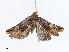  ( - CBG-A08740-A01)  @11 [ ] CreativeCommons - Attribution Share - Alike (2023) CBG Photography Group Centre for Biodiversity Genomics