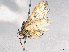  ( - CBG-A08740-B01)  @11 [ ] CreativeCommons - Attribution (2023) CBG Photography Group Centre for Biodiversity Genomics