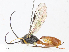  ( - CBG-A08741-A11)  @11 [ ] CreativeCommons - Attribution Share - Alike (2023) CBG Photography Group Centre for Biodiversity Genomics
