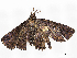  ( - CBG-A08741-C01)  @11 [ ] CreativeCommons - Attribution Share - Alike (2023) CBG Photography Group Centre for Biodiversity Genomics
