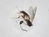  (Chilocyrtus Malaise5074 - CBG-A09017-B11)  @11 [ ] CreativeCommons - Attribution Share - Alike (2023) Centre for Biodiversity Genomics Centre for Biodiversity Genomics