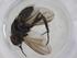 (Euthelyconychia Malaise8525 - CBG-A10593-A05)  @11 [ ] CreativeCommons - Attribution Share - Alike (2023) Centre for Biodiversity Genomics Centre for Biodiversity Genomics