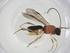  (Leptodrepana Malaise1717 - CBG-A10599-B10)  @11 [ ] CreativeCommons - Attribution Share - Alike (2023) Centre for Biodiversity Genomics Centre for Biodiversity Genomics