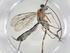  (Meniscomorpha Malaise0600 - CBG-A10600-B04)  @11 [ ] CreativeCommons - Attribution Share - Alike (2023) Centre for Biodiversity Genomics Centre for Biodiversity Genomics