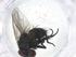  (Lixophaga Malaise4711 - CBG-A10626-H01)  @11 [ ] CreativeCommons - Attribution Share - Alike (2023) Centre for Biodiversity Genomics Centre for Biodiversity Genomics