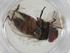  (Ischyrophaga Malaise9296 - CBG-A10629-C09)  @11 [ ] CreativeCommons - Attribution Share - Alike (2023) Centre for Biodiversity Genomics Centre for Biodiversity Genomics