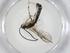  (Exochus Malaise8110 - CBG-A10633-C06)  @11 [ ] CreativeCommons - Attribution Share - Alike (2023) Centre for Biodiversity Genomics Centre for Biodiversity Genomics