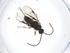  (Dolichogenidea alejandromarini - CBG-A10638-H09)  @11 [ ] CreativeCommons - Attribution Share - Alike (2023) Centre for Biodiversity Genomics Centre for Biodiversity Genomics