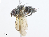  ( - CBG-A10813-C02)  @11 [ ] CreativeCommons - Attribution Share - Alike (2023) CBG Photography Group Centre for Biodiversity Genomics