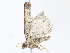  ( - CBG-A10813-D11)  @11 [ ] CreativeCommons - Attribution Share - Alike (2023) CBG Photography Group Centre for Biodiversity Genomics