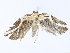  ( - CBG-A10814-B12)  @11 [ ] CreativeCommons - Attribution Share - Alike (2023) CBG Photography Group Centre for Biodiversity Genomics