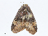  (Ozarba Malaise9995 - CBG-A10814-C07)  @11 [ ] CreativeCommons - Attribution Share - Alike (2023) CBG Photography Group Centre for Biodiversity Genomics