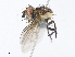  (Chrysoexorista Malaise4991 - CBG-A10814-E11)  @11 [ ] CreativeCommons - Attribution Share - Alike (2023) CBG Photography Group Centre for Biodiversity Genomics