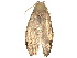  (Clepsis bioalfa8821 - CBG-A10816-A09)  @11 [ ] CreativeCommons - Attribution Share - Alike (2023) CBG Photography Group Centre for Biodiversity Genomics