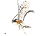 ( - CBG-A10816-C03)  @11 [ ] CreativeCommons - Attribution Share - Alike (2023) CBG Photography Group Centre for Biodiversity Genomics