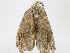  (Hygrochroma BioAlfa1189 - CBG-A10816-E08)  @11 [ ] CreativeCommons - Attribution Share - Alike (2023) CBG Photography Group Centre for Biodiversity Genomics