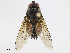  (Ptilodexia Malaise1813 - CBG-A10816-F05)  @11 [ ] CreativeCommons - Attribution Share - Alike (2023) CBG Photography Group Centre for Biodiversity Genomics