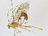  (Xanthopimpla Malaise7852 - CBG-A10817-B04)  @11 [ ] CreativeCommons - Attribution Share - Alike (2023) CBG Photography Group Centre for Biodiversity Genomics