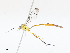 (Eiphosoma maculicoxaDHJ0106 - CBG-A10818-G03)  @11 [ ] CreativeCommons - Attribution Share - Alike (2023) CBG Photography Group Centre for Biodiversity Genomics
