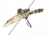  ( - CBG-A10819-H07)  @11 [ ] CreativeCommons - Attribution Share - Alike (2023) CBG Photography Group Centre for Biodiversity Genomics
