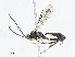  (Hyposoter INB-16 - CBG-A10820-A02)  @11 [ ] CreativeCommons - Attribution Share - Alike (2023) CBG Photography Group Centre for Biodiversity Genomics