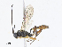  ( - CBG-A10820-A03)  @11 [ ] CreativeCommons - Attribution Share - Alike (2023) CBG Photography Group Centre for Biodiversity Genomics