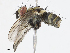  (Lixophaga Malaise0111 - CBG-A13193-E02)  @11 [ ] CreativeCommons - Attribution Share - Alike (2023) CBG Photography Group Centre for Biodiversity Genomics