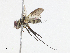  ( - CBG-A13193-F01)  @11 [ ] CreativeCommons - Attribution Share - Alike (2023) CBG Photography Group Centre for Biodiversity Genomics