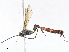  (Diadegma SL-05 - CBG-A13193-G12)  @11 [ ] CreativeCommons - Attribution Share - Alike (2023) CBG Photography Group Centre for Biodiversity Genomics