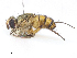  (Clausicella Janzen9652 - CBG-A13193-H07)  @11 [ ] CreativeCommons - Attribution Share - Alike (2023) CBG Photography Group Centre for Biodiversity Genomics