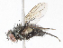  (Lixophaga malaise0417 - CBG-A13195-G11)  @11 [ ] CreativeCommons - Attribution Share - Alike (2023) CBG Photography Group Centre for Biodiversity Genomics