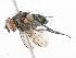  (Lixophaga Malaise4249 - CBG-A13195-H05)  @11 [ ] CreativeCommons - Attribution Share - Alike (2023) CBG Photography Group Centre for Biodiversity Genomics