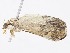 ( - CBG-A13196-G08)  @11 [ ] CreativeCommons - Attribution Share - Alike (2023) CBG Photography Group Centre for Biodiversity Genomics