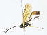  (Dusona INB-D03 - CBG-A13197-C08)  @11 [ ] CreativeCommons - Attribution Share - Alike (2023) CBG Photography Group Centre for Biodiversity Genomics