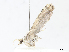  ( - CBG-A13197-F12)  @11 [ ] CreativeCommons - Attribution Share - Alike (2023) CBG Photography Group Centre for Biodiversity Genomics