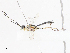  (Meniscomorpha Malaise1243 - CBG-A13198-A05)  @11 [ ] CreativeCommons - Attribution Share - Alike (2023) CBG Photography Group Centre for Biodiversity Genomics