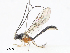  ( - CBG-A13198-A08)  @11 [ ] CreativeCommons - Attribution Share - Alike (2023) CBG Photography Group Centre for Biodiversity Genomics