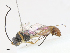  (Hyposoter INB-26 - CBG-A13198-F04)  @11 [ ] CreativeCommons - Attribution Share - Alike (2023) CBG Photography Group Centre for Biodiversity Genomics