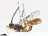 ( - CBG-A13198-F05)  @11 [ ] CreativeCommons - Attribution Share - Alike (2023) CBG Photography Group Centre for Biodiversity Genomics