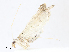  (Blepharomastix Malaise7499 - CBG-A13198-F10)  @11 [ ] CreativeCommons - Attribution Share - Alike (2023) CBG Photography Group Centre for Biodiversity Genomics