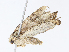  ( - CBG-A13198-F12)  @11 [ ] CreativeCommons - Attribution Share - Alike (2023) CBG Photography Group Centre for Biodiversity Genomics