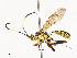  ( - CBG-A51984-E01)  @11 [ ] CreativeCommons - Attribution Share - Alike (2024) CBG Photography Group Centre for Biodiversity Genomics