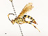  ( - CBG-A51984-E05)  @11 [ ] CreativeCommons - Attribution Share - Alike (2024) CBG Photography Group Centre for Biodiversity Genomics