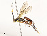  ( - CBG-A51984-F09)  @11 [ ] CreativeCommons - Attribution Share - Alike (2024) CBG Photography Group Centre for Biodiversity Genomics