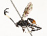  ( - CBG-A51984-H03)  @11 [ ] CreativeCommons - Attribution Share - Alike (2024) CBG Photography Group Centre for Biodiversity Genomics